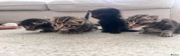 Mixed Breed cats for sale: 4 beautiful kittens ready to leave 7th September  - Advert 1