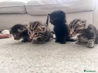 Mixed Breed cats 4 beautiful kittens ready to leave 7th September - Advert 10