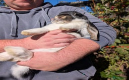 French Lop rabbits for sale: Beautiful French lops  - Image 5