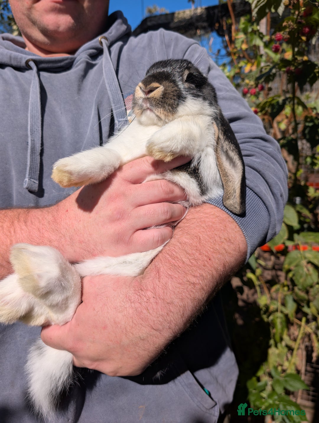 French Lop rabbits for sale: Beautiful French lops  - Image 5