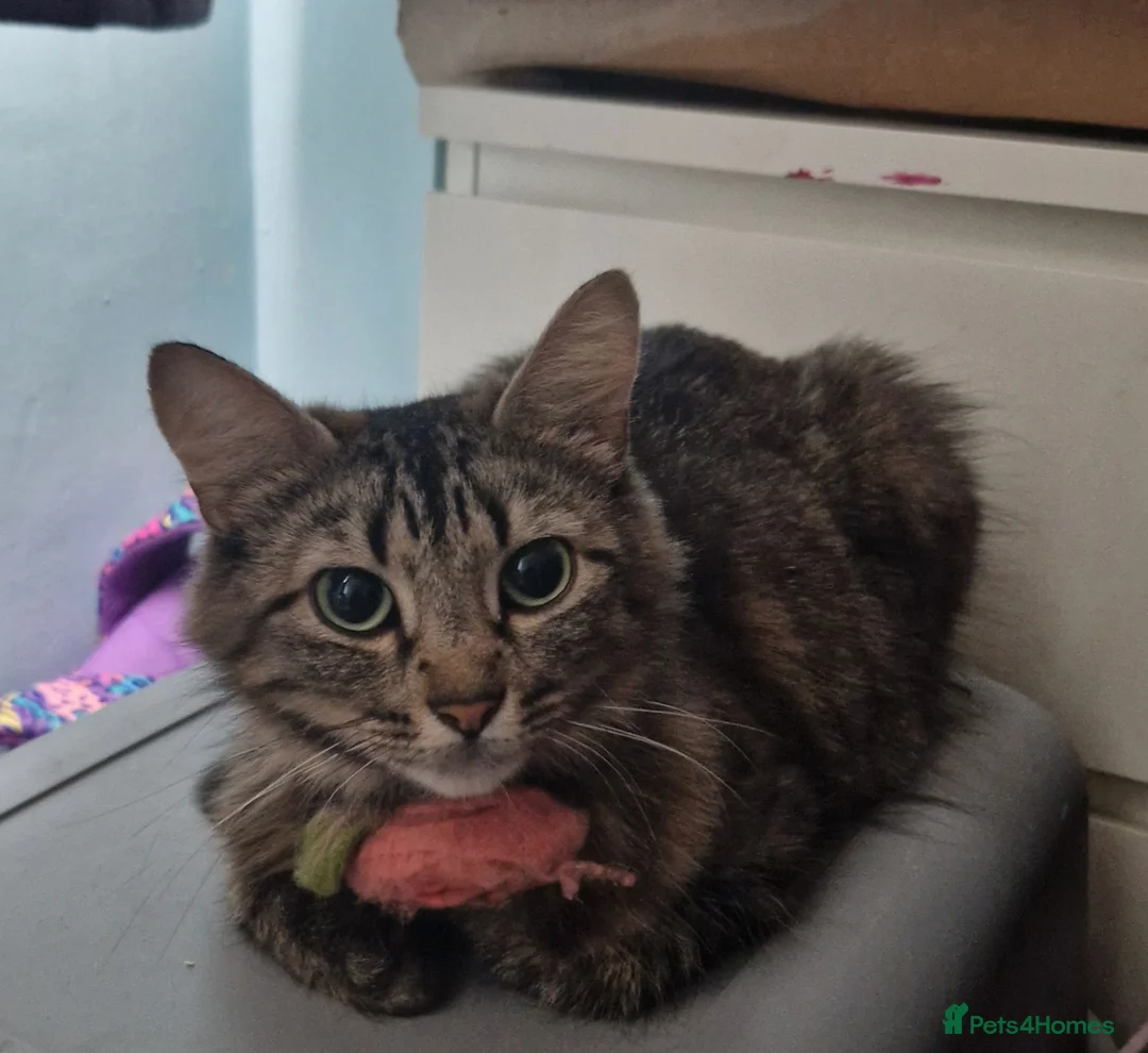 Mixed Breed cats for sale: Kittens - Advert 1