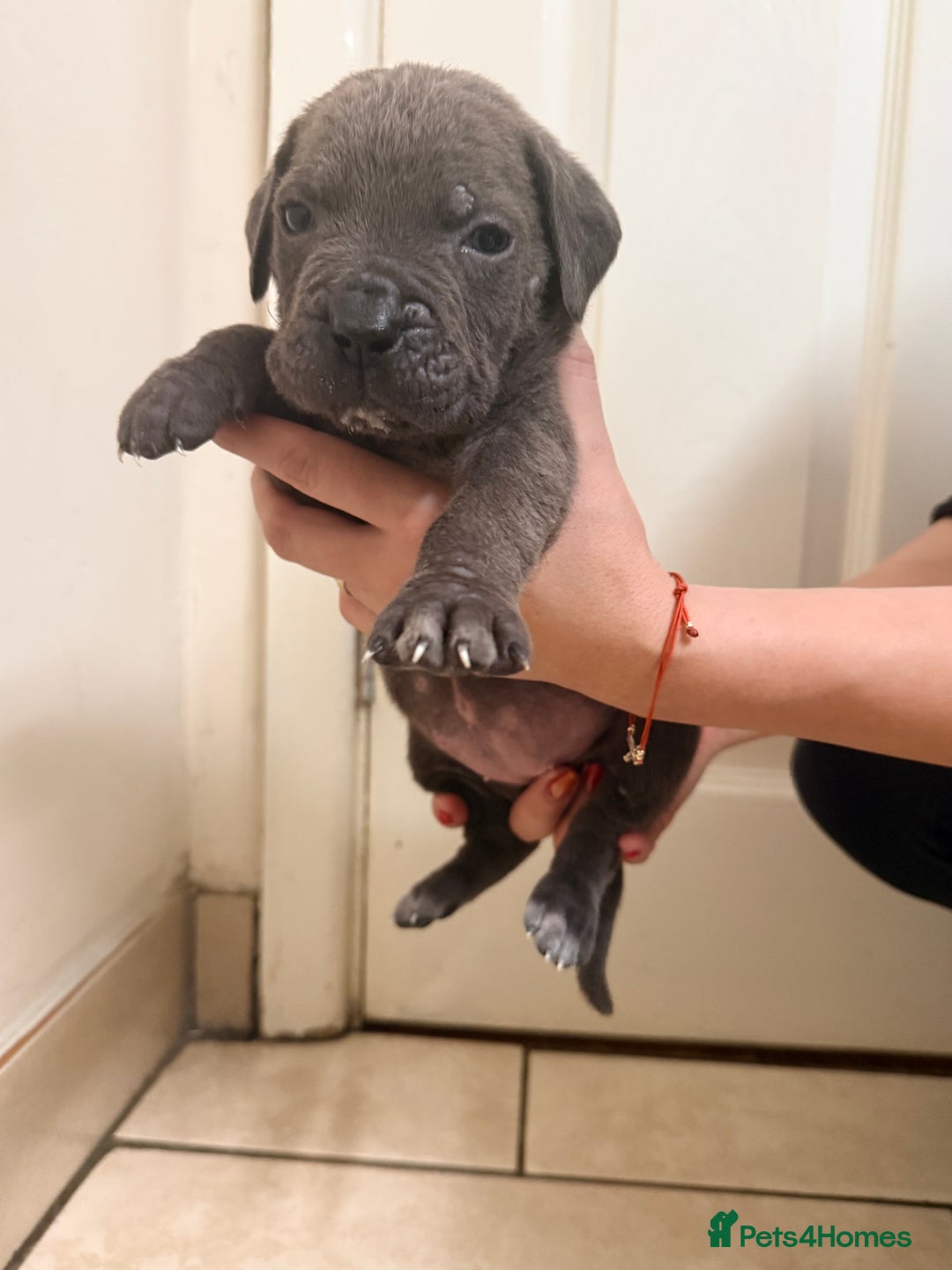 Cane Corso dogs for sale: Beautiful Cane Corso puppies available - Advert 7