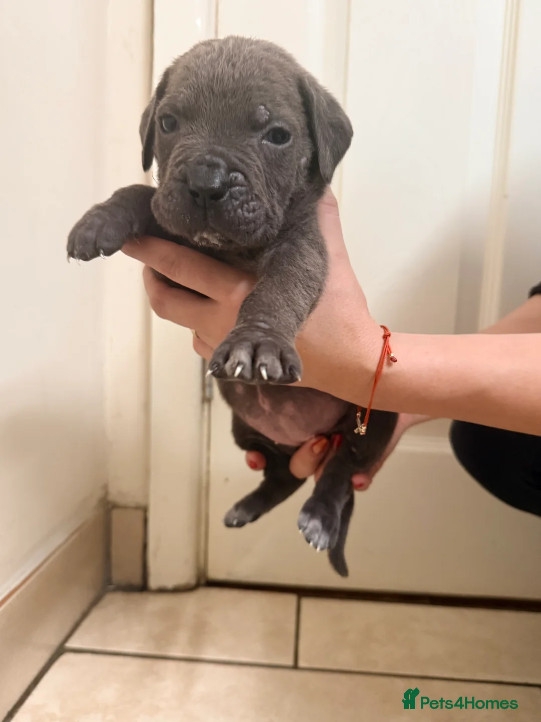 Cane Corso dogs for sale: Beautiful Cane Corso puppies available - Advert 26