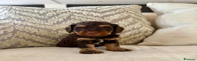Cockapoo 3