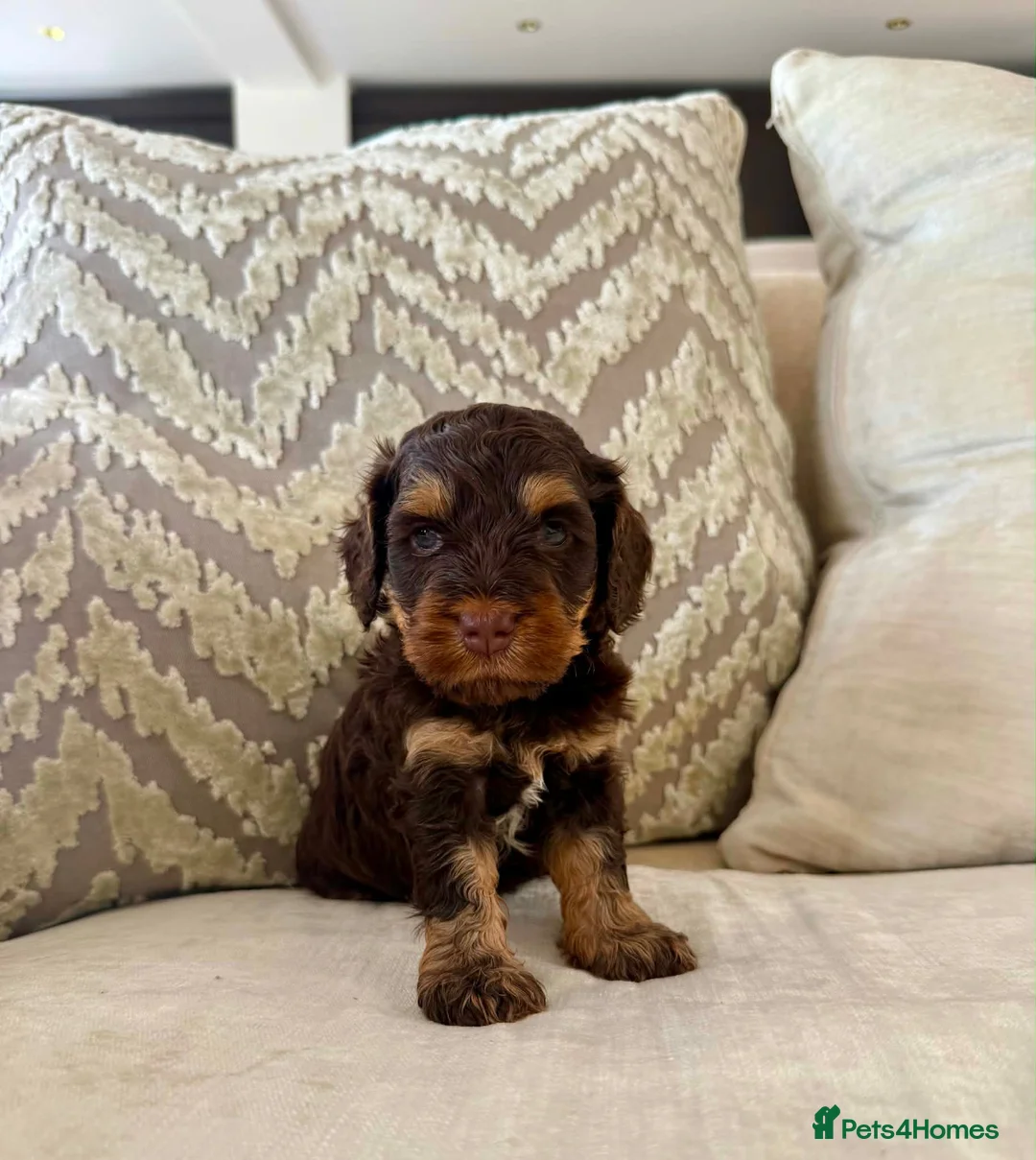 Cockapoo dogs for sale: Rare chocolate and tan pointed cockapoos - Advert 13