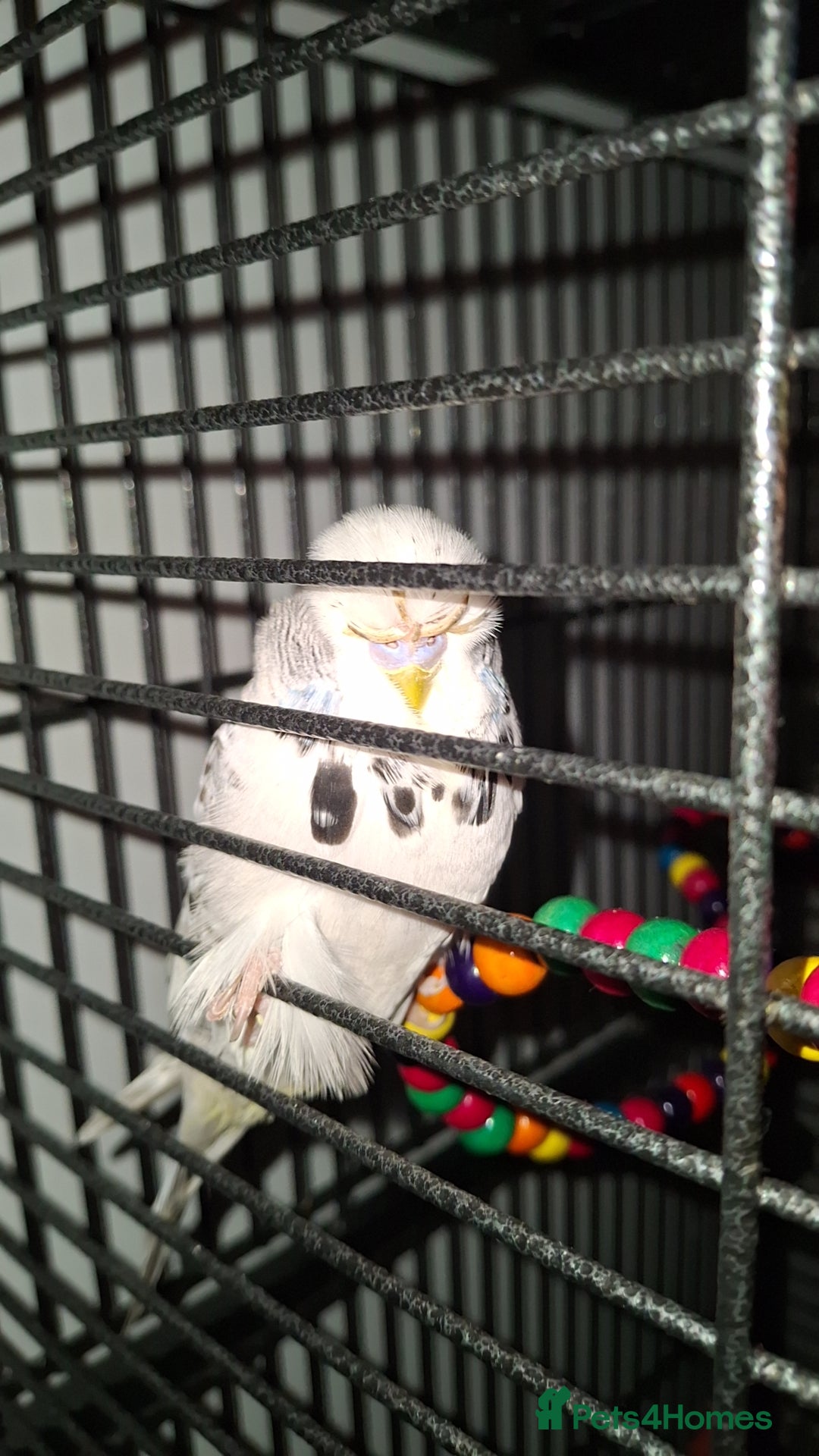 Budgerigars birds Budgie  - Advert 1