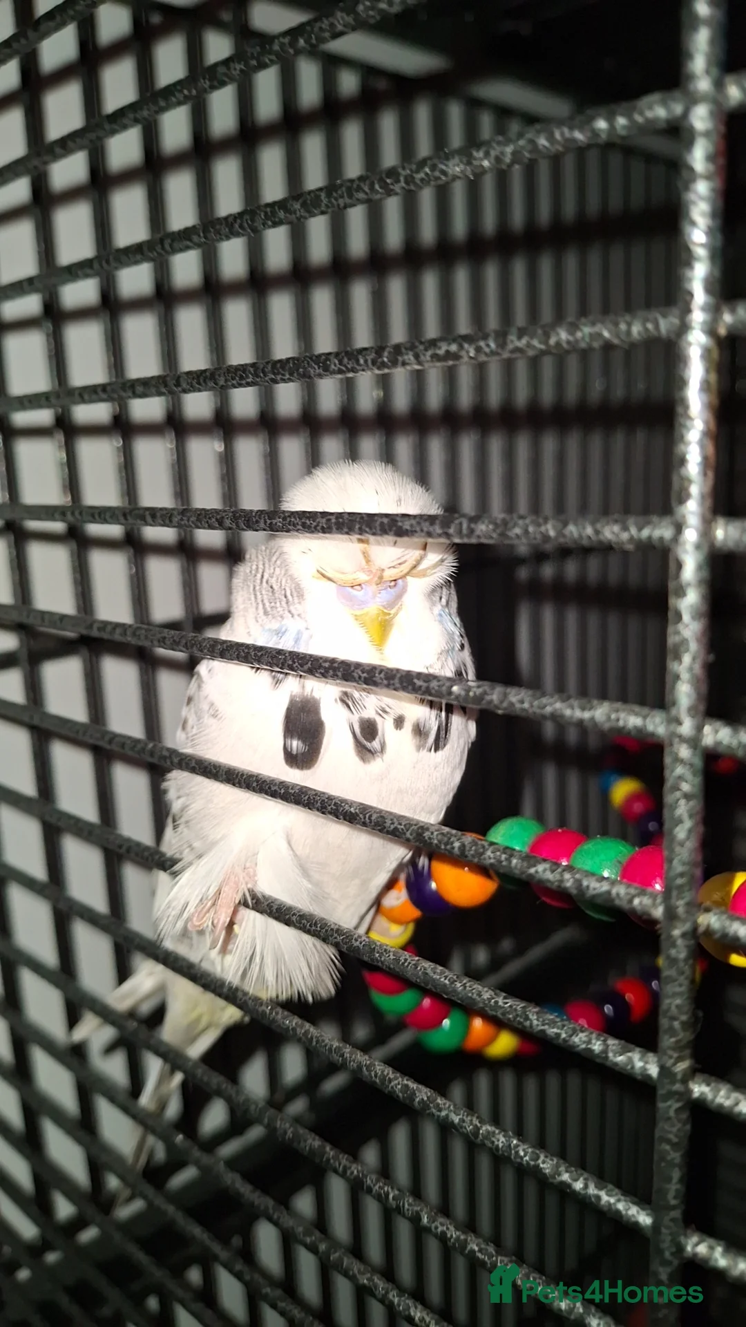 Budgerigars birds for sale: Budgie  in Billingham - Advert 1