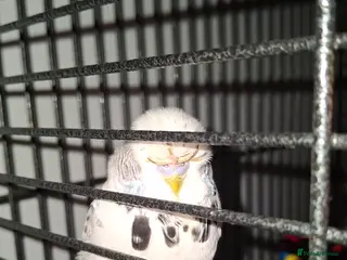 Budgerigars birds Budgie - Advert 1