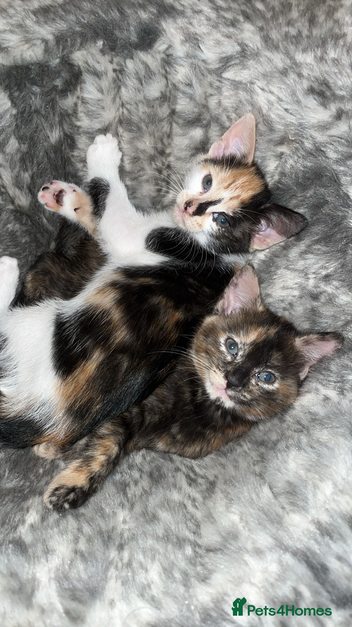 Mixed Breed cats 4 beautiful kittens looking for new homes  - Advert 1