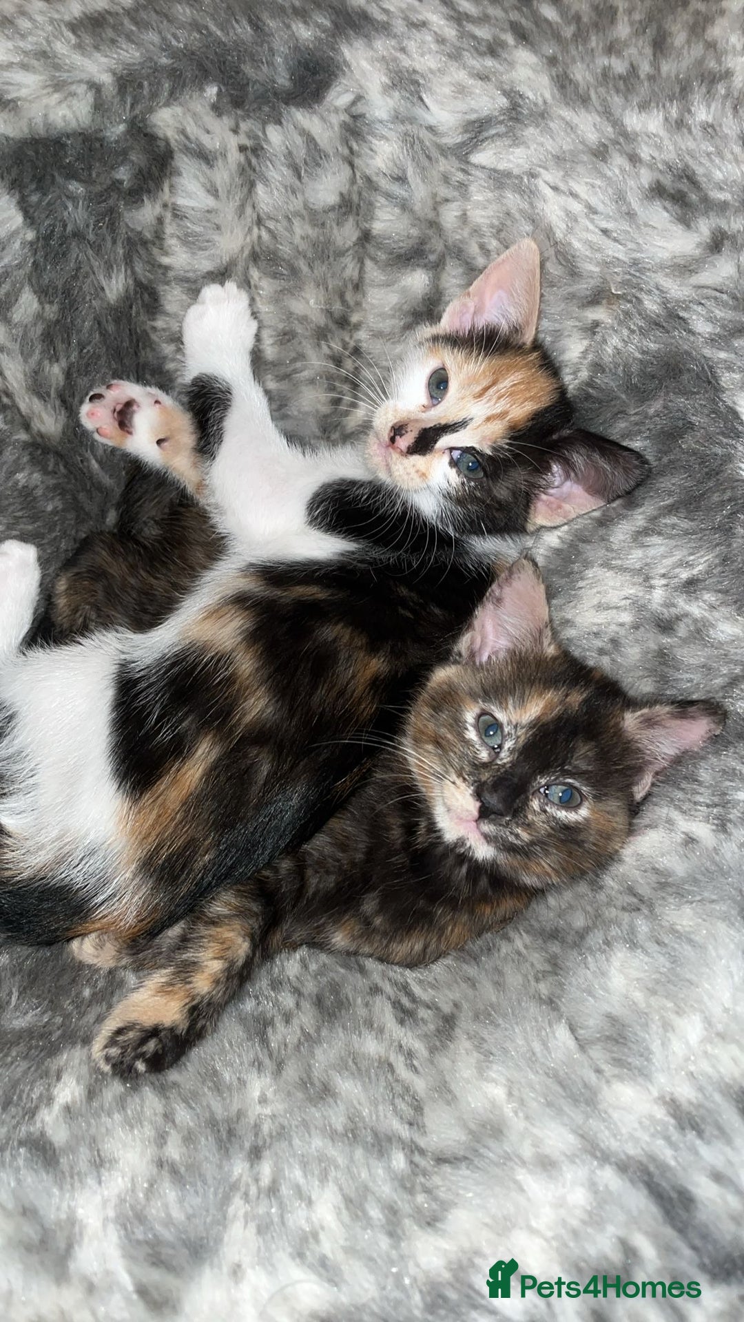 Mixed Breed cats for sale: 4 beautiful kittens looking for new homes  - Advert 1