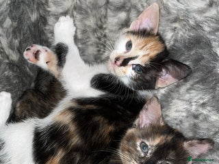 Mixed Breed cats 4 beautiful kittens looking for new homes - Advert 2