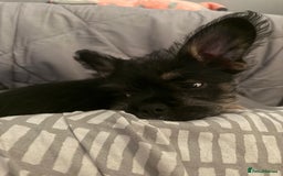 Mixed Breed dogs for sale: french bull dog x carin terrier girls x - Image 3