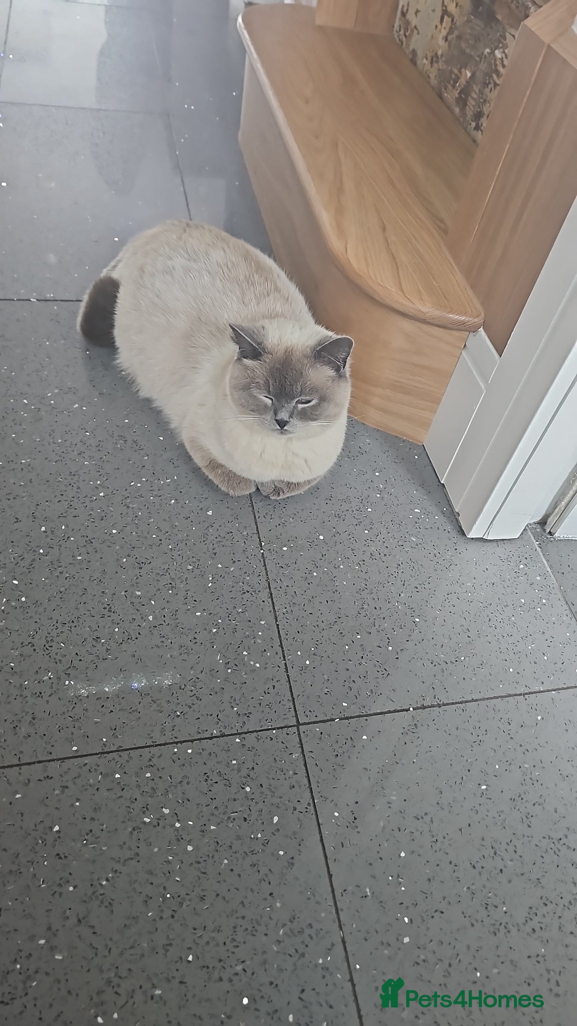 British Shorthair cats Bsh kittens - Advert 1