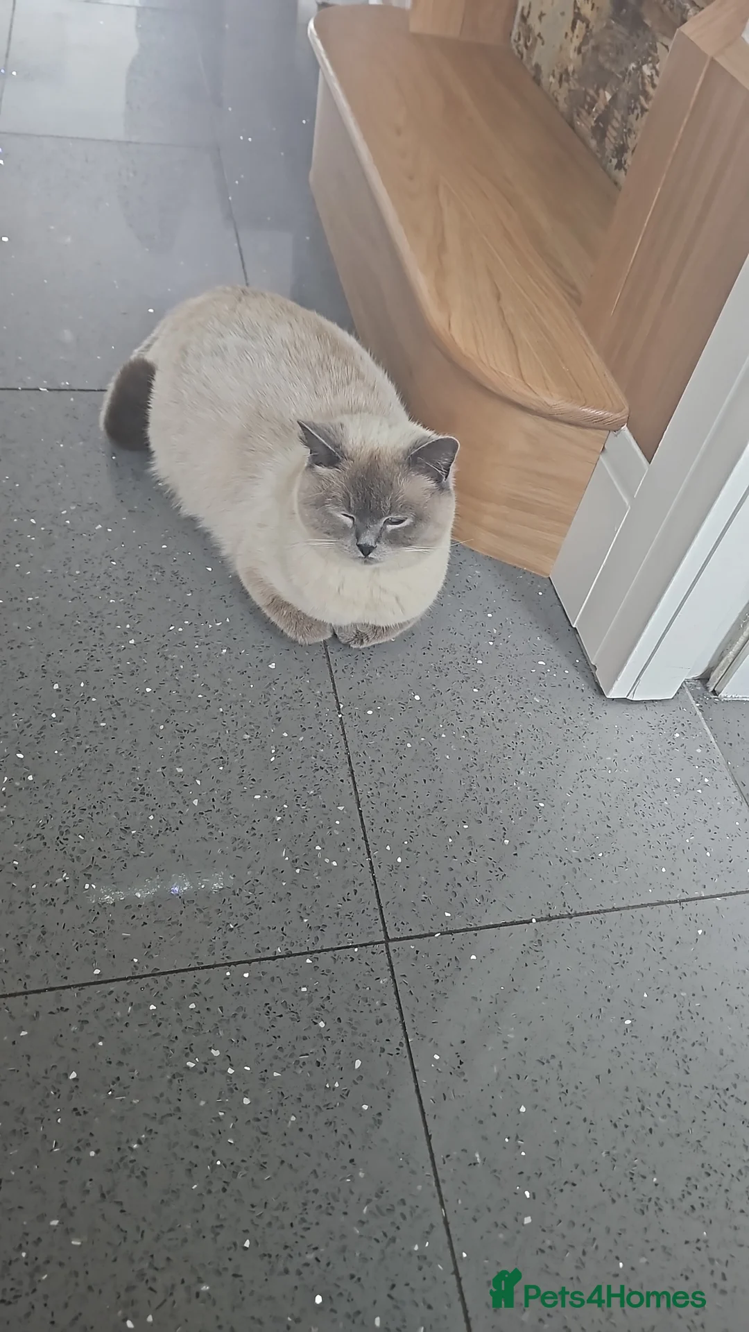 British Shorthair cats for sale: Bsh kittens in Liverpool - Advert 1