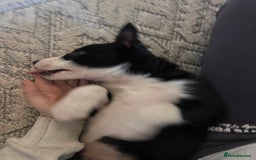 Border Collie dogs for sale: Beautiful MALE Border Collie Puppy - Advert 15