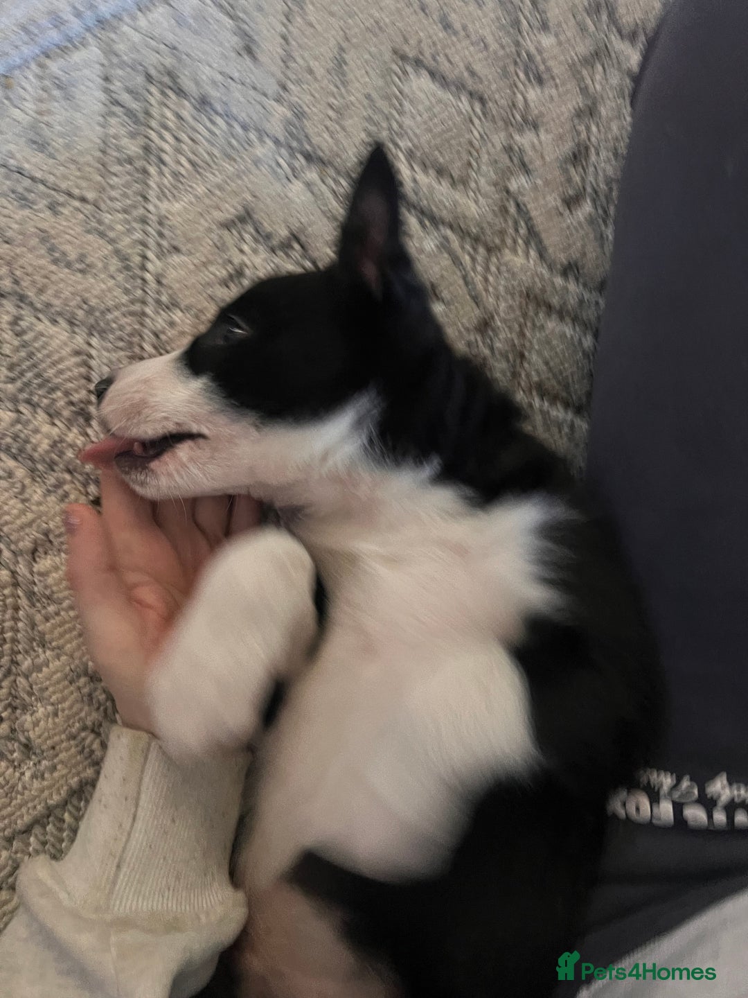 Border Collie dogs for sale: Beautiful MALE Border Collie Puppy - Advert 15