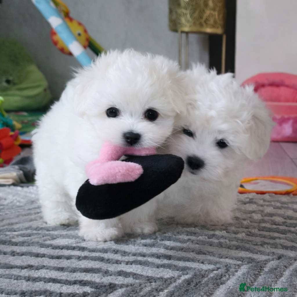 Maltese dogs  Stunning Tiny Maltese Puppies – Last Boy & Girl  - Advert 10