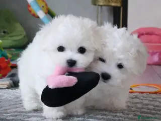Maltese dogs Stunning Tiny Maltese Puppies – Last Boy & Girl - Advert 10