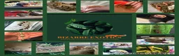 Mixed Breed reptiles for sale: Reptile Rescue  in Oldham - Advert 1