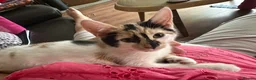 Mixed Breed cats for sale: Stunning kittens available now - Advert 4