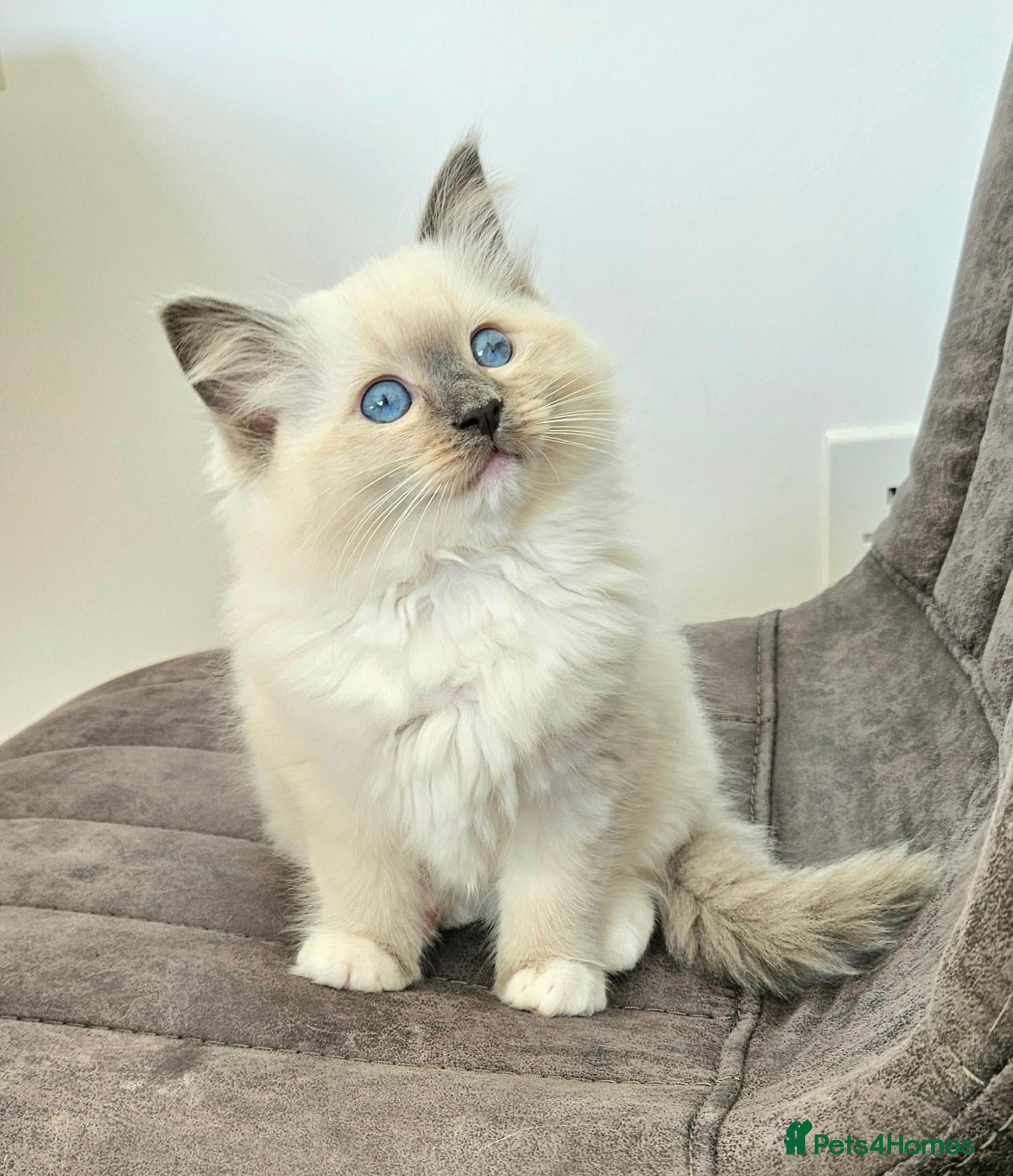 Ragdoll cats for sale: Stunning Ragdoll girl  - Advert 4