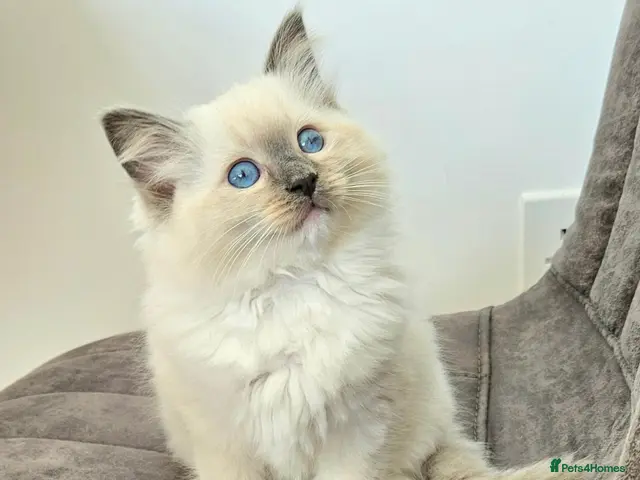 Ragdoll cats for sale: Stunning Ragdoll girl - Advert 4