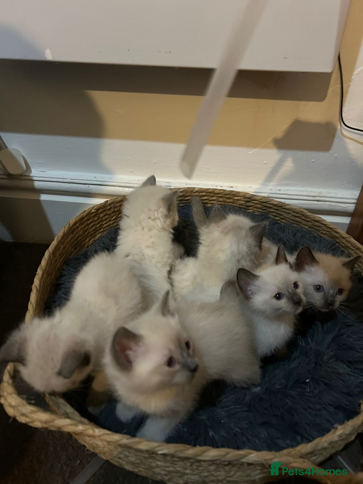 Ragdoll cats Beautiful Ragdoll kittens ready to leave - Advert 1