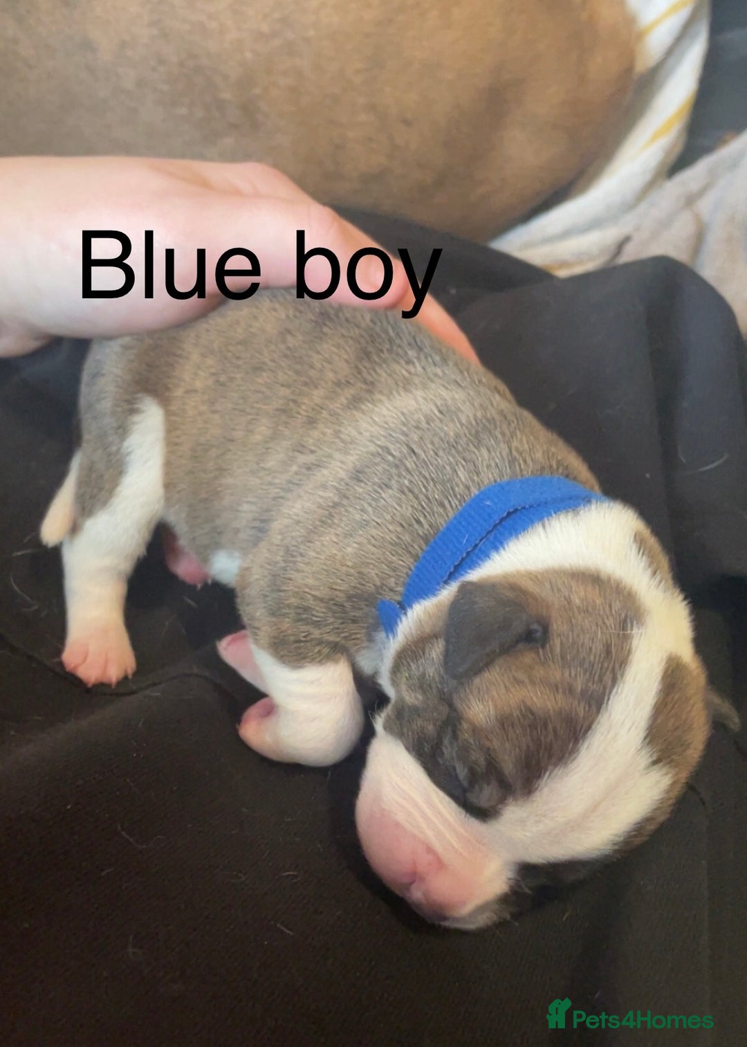Mixed Breed dogs for sale: American Bulldog x Staffordshire Terrier puppies - Advert 17
