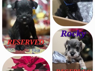 Miniature Schnauzer dogs 1st Vac✓BVA✓KC reg✓ ready 07/01/2026 - Advert 3