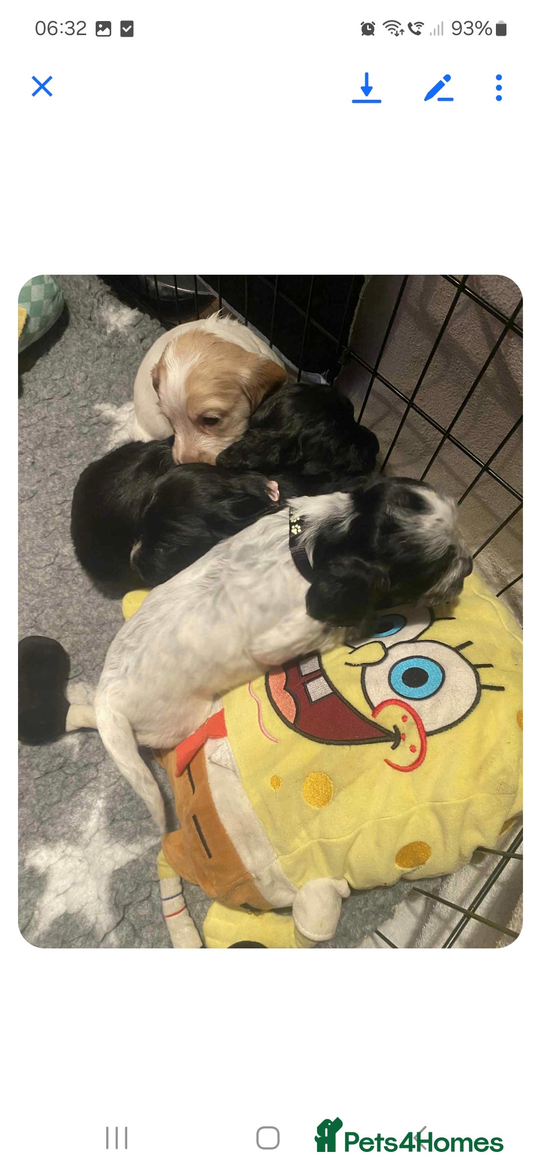 Cocker Spaniel dogs for sale: 6 cocker-spaniel pups  - Image 11