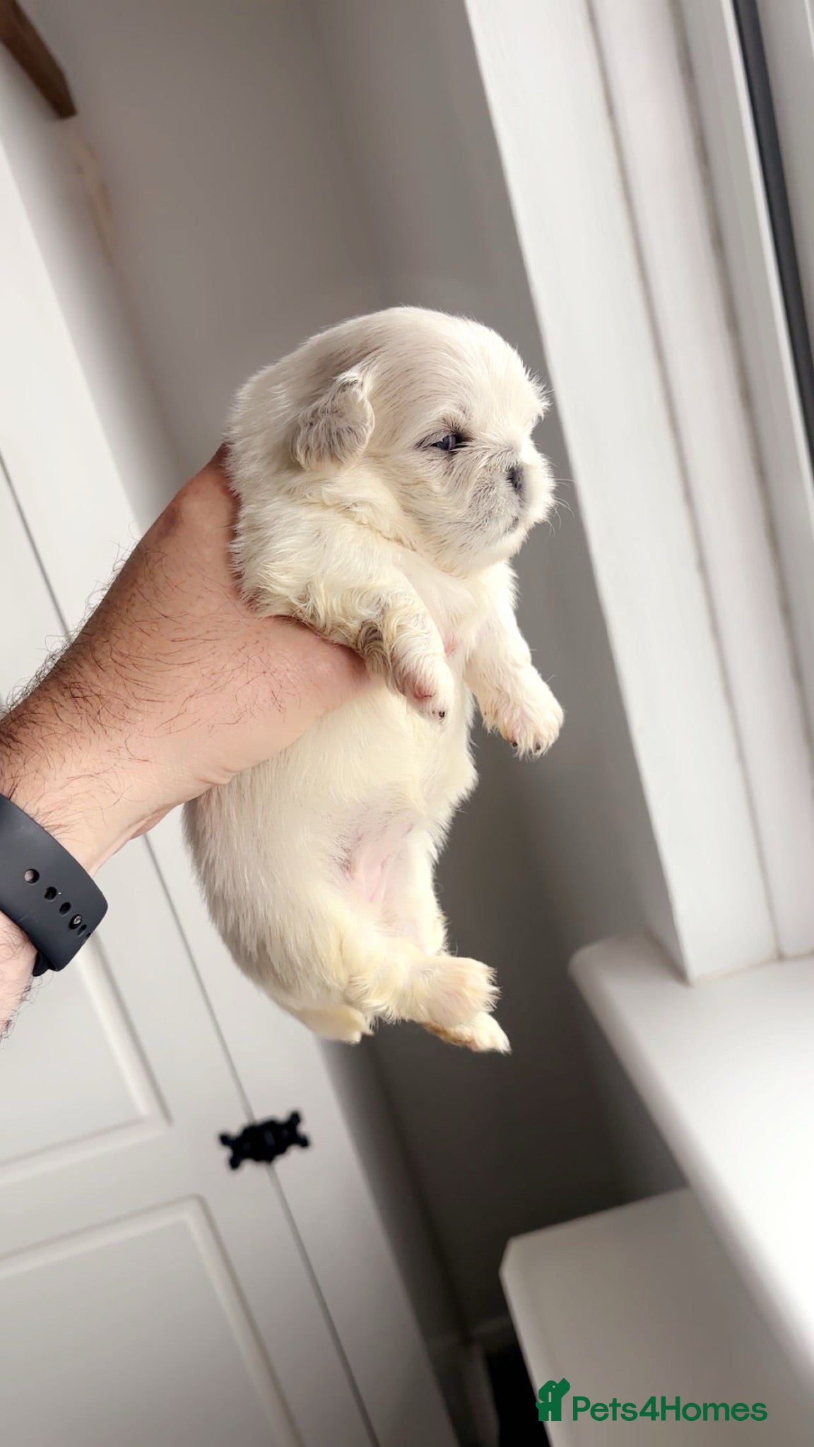 Pekingese dogs Stunning high quality Pekingese puppies  - Advert 1