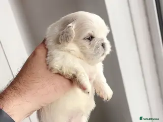 Pekingese dogs Stunning high quality Pekingese puppies - Advert 1
