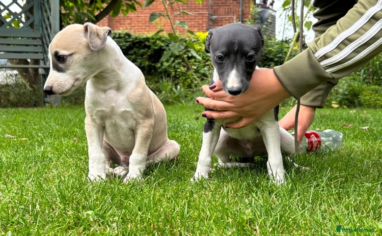 Whippet dogs - Advert 1
