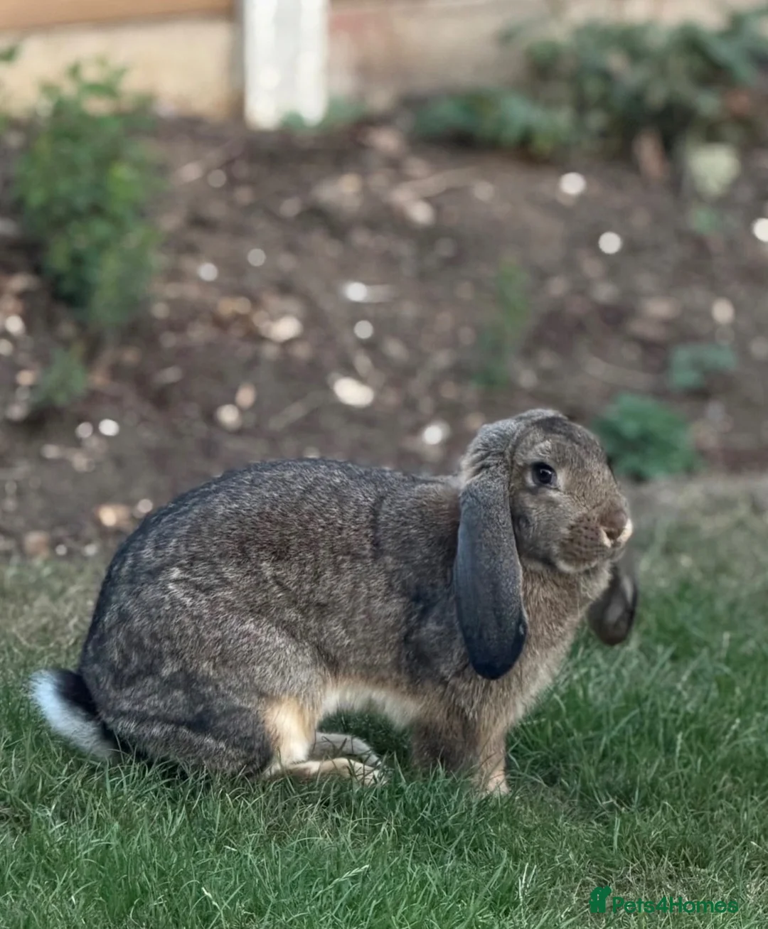 British Giant rabbits for sale: 7 month old female french lop rabbit  in Doncaster - Advert 3