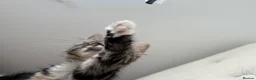 Mixed Breed cats for sale: Rehome beautiful sweet Kitty in London - Advert 5