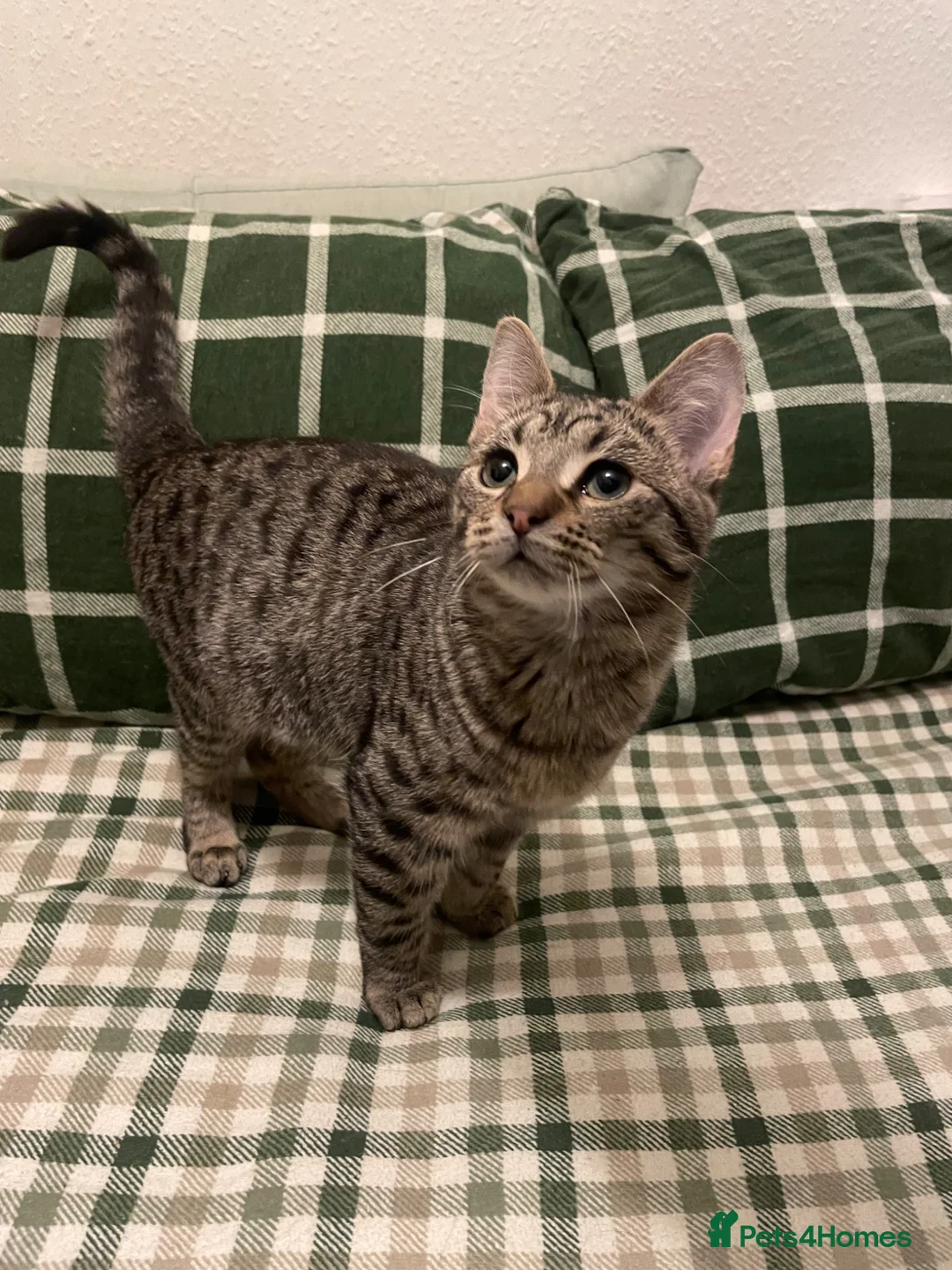 Mixed Breed cats for sale: 3 male kittens for adoption  - Advert 9