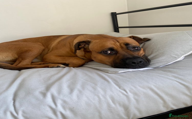 Mixed Breed dogs - Advert 12