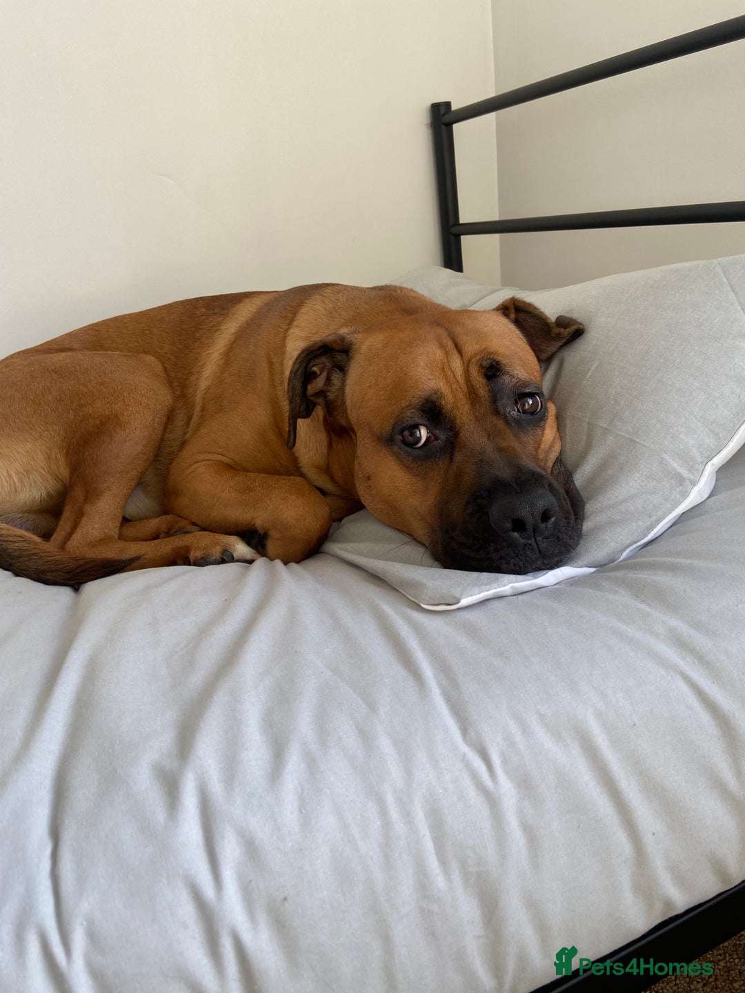 Mixed Breed dogs for sale: Belgian Mali x cane corso  - Image 1