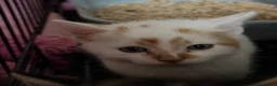 Mixed Breed cats for sale: Beautiful kittens - Advert 3