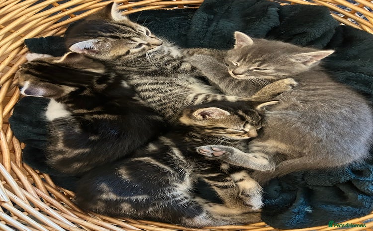 Mixed Breed cats - Advert 3