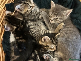 Mixed Breed cats for sale - Advert 1