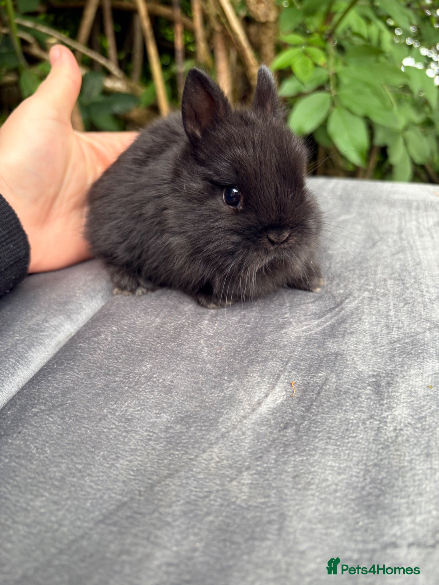 Netherland Dwarf rabbits for sale: Netherland dwarf babies and mini lop buck  - Advert 2