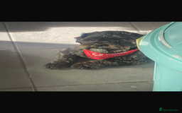 Mixed Breed dogs for sale: 6 Beautiful Babys - Image 15