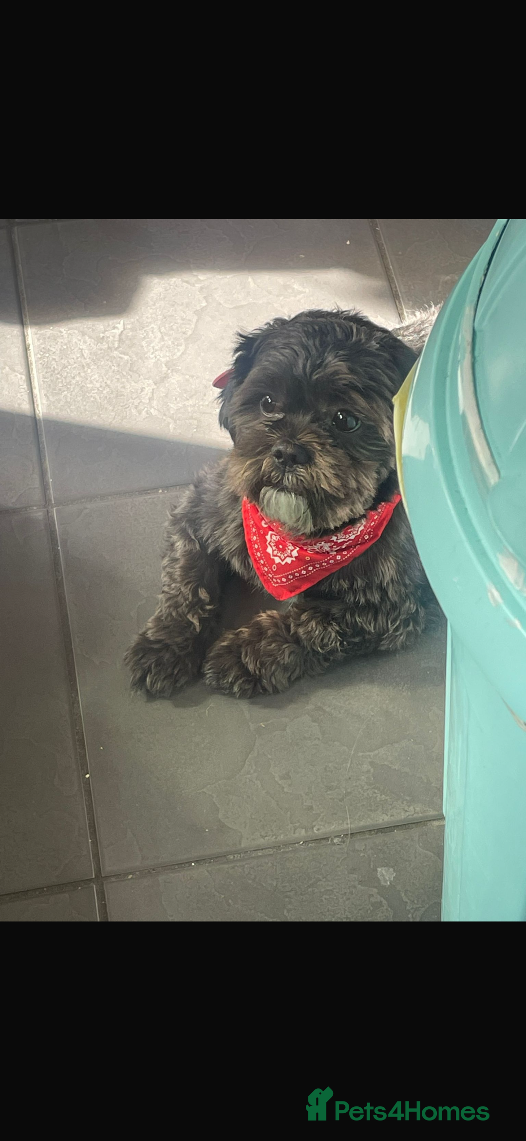 Mixed Breed dogs for sale: 6 Beautiful Babys - Image 15