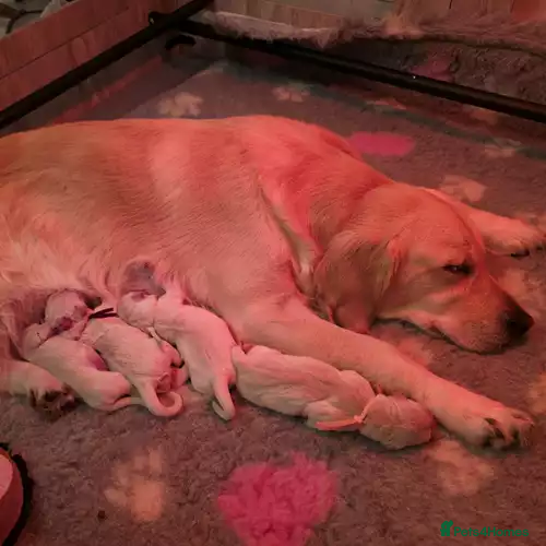 Golden Retriever dogs 4 Female Golden Retriever puppies for sale in Leeds - Advert 10