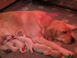Golden Retriever dogs 4 Female Golden Retriever puppies for sale in Leeds - Advert 10
