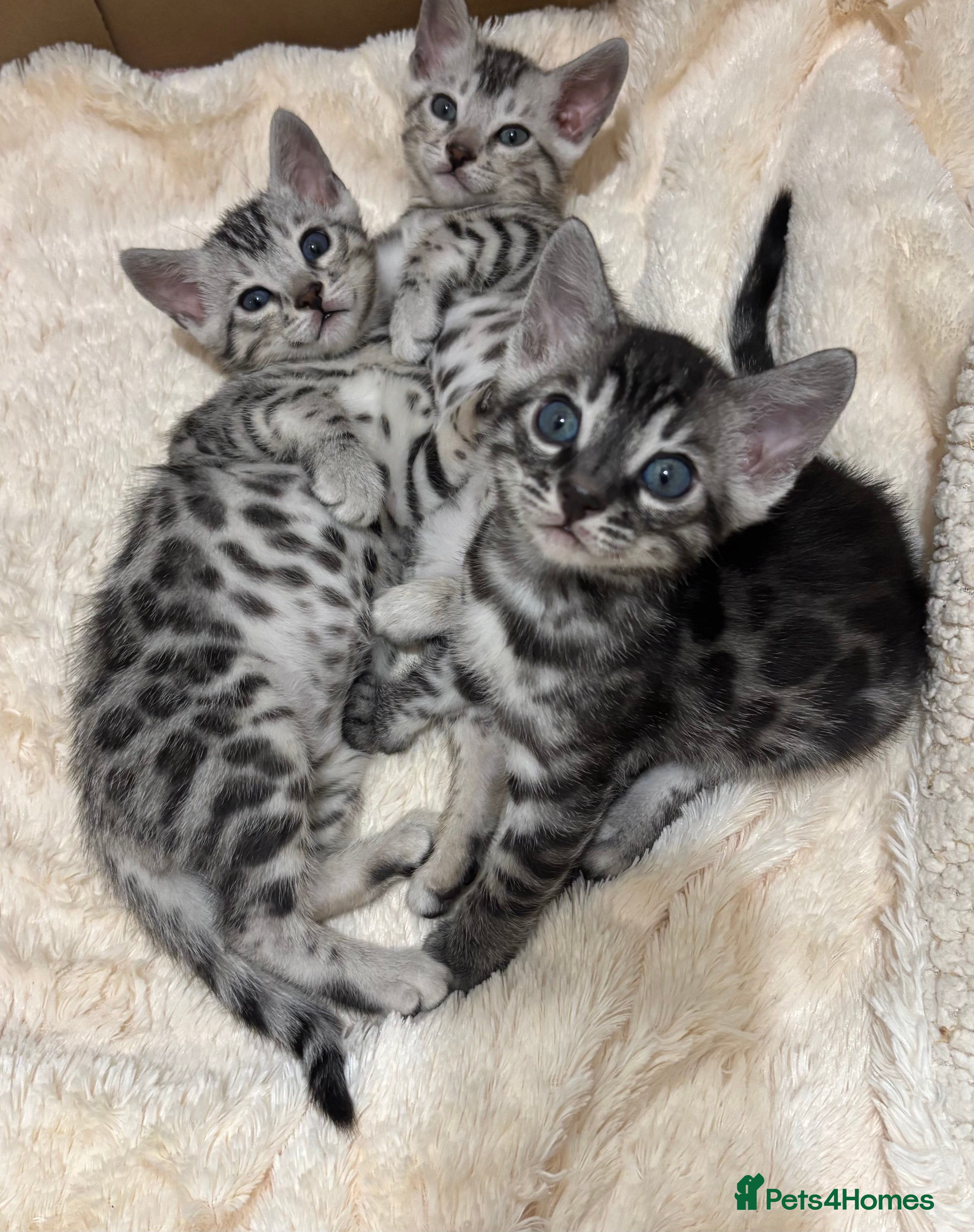 Bengal cats 🌟Pedigree bengal kittens🌟 - Advert 3