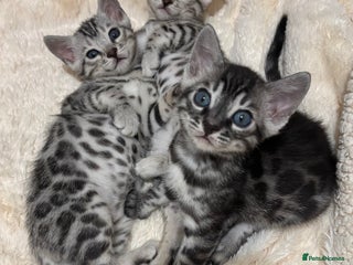 Bengal cats 🌟Pedigree bengal kittens🌟 - Advert 5
