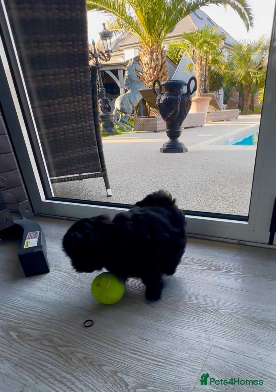 Shih Tzu dogs for sale: Rare imperial black Shih Tzu - Advert 5