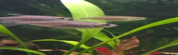 Tetras fish for sale: 7x Congo Tetra in Bathgate - Advert 6